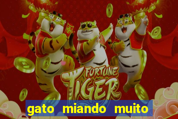gato miando muito a noite o que fazer